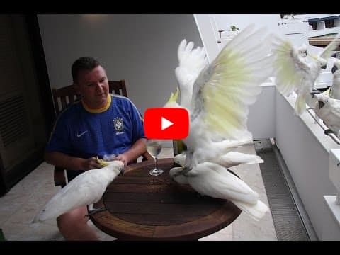 Попугаи Какаду 2. О. Хайман, Большой Барьерный Риф, Австралия. Parrots Cockatoo 2.