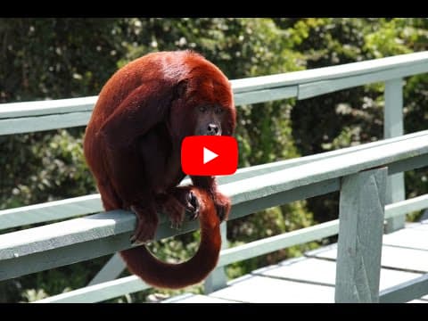 Обезьяны Ревуны. Амазонка, Бразилия. Howler monkeys. Amazon, Brazil  القرود هولير  الأمازون، البرا