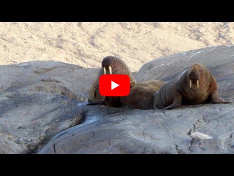 Iliminaq added video Tatlurutit (Devon Island) - The largest unihabited Island on Earth